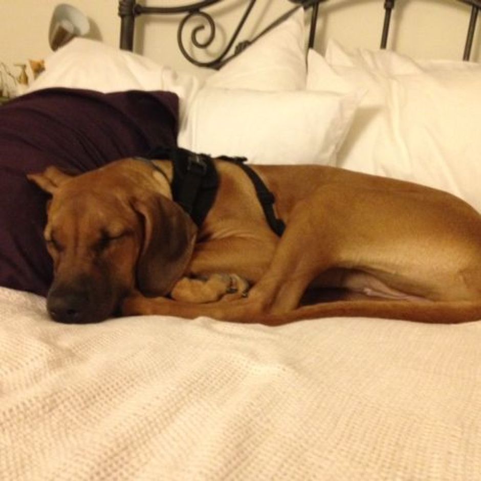 Dixie – Virginia