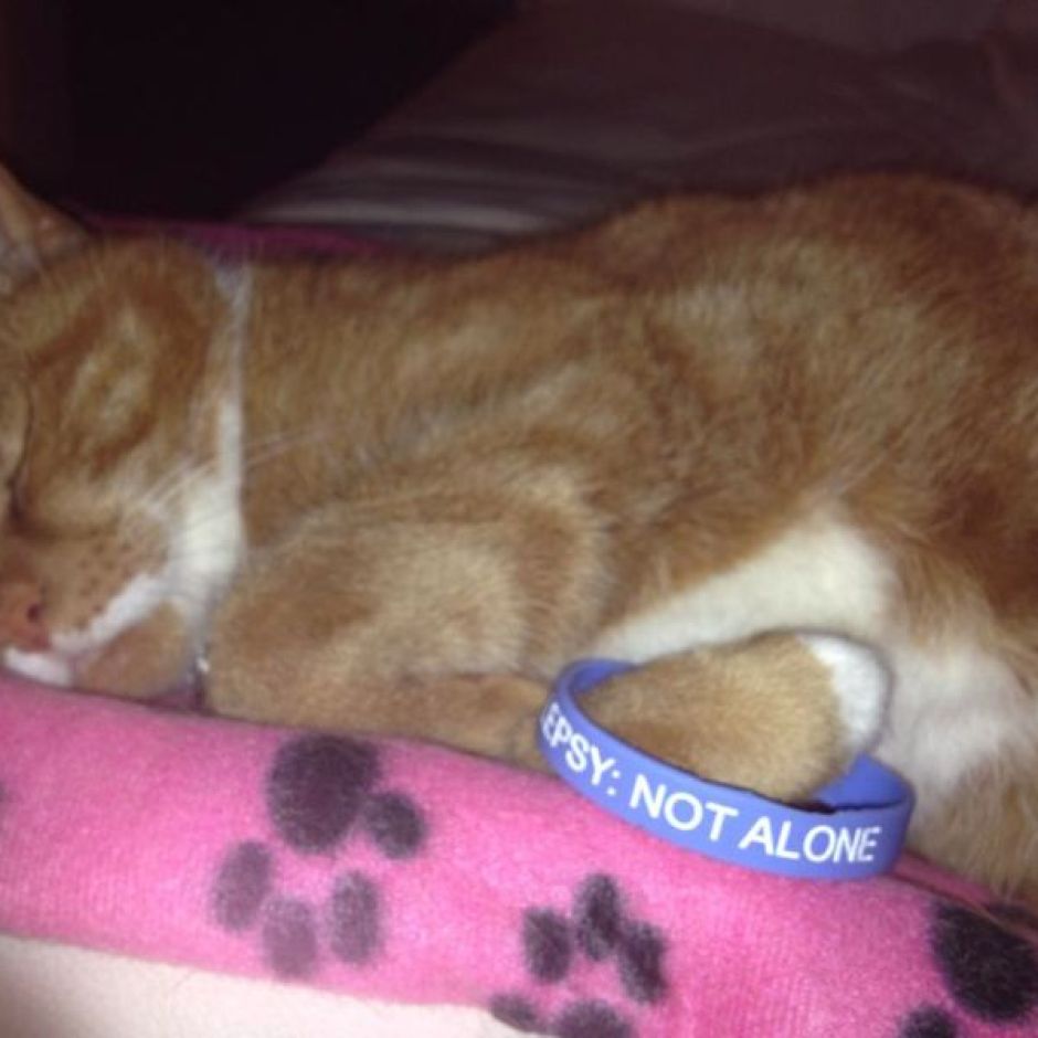 Donna’s Kitty – United Kingdom