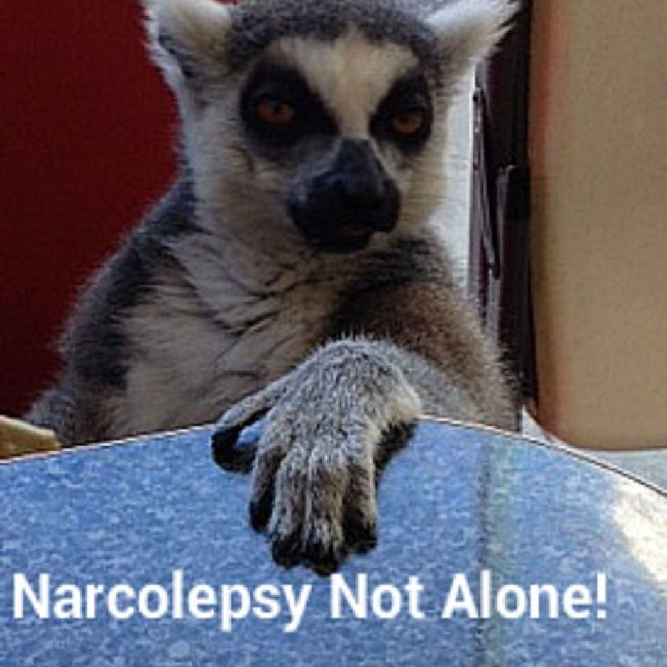 Maxwell the Lemur – Florida
