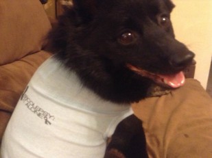 Piper Terri Service Dog